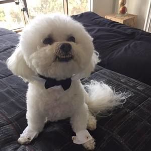 Meet your Posher, Anne